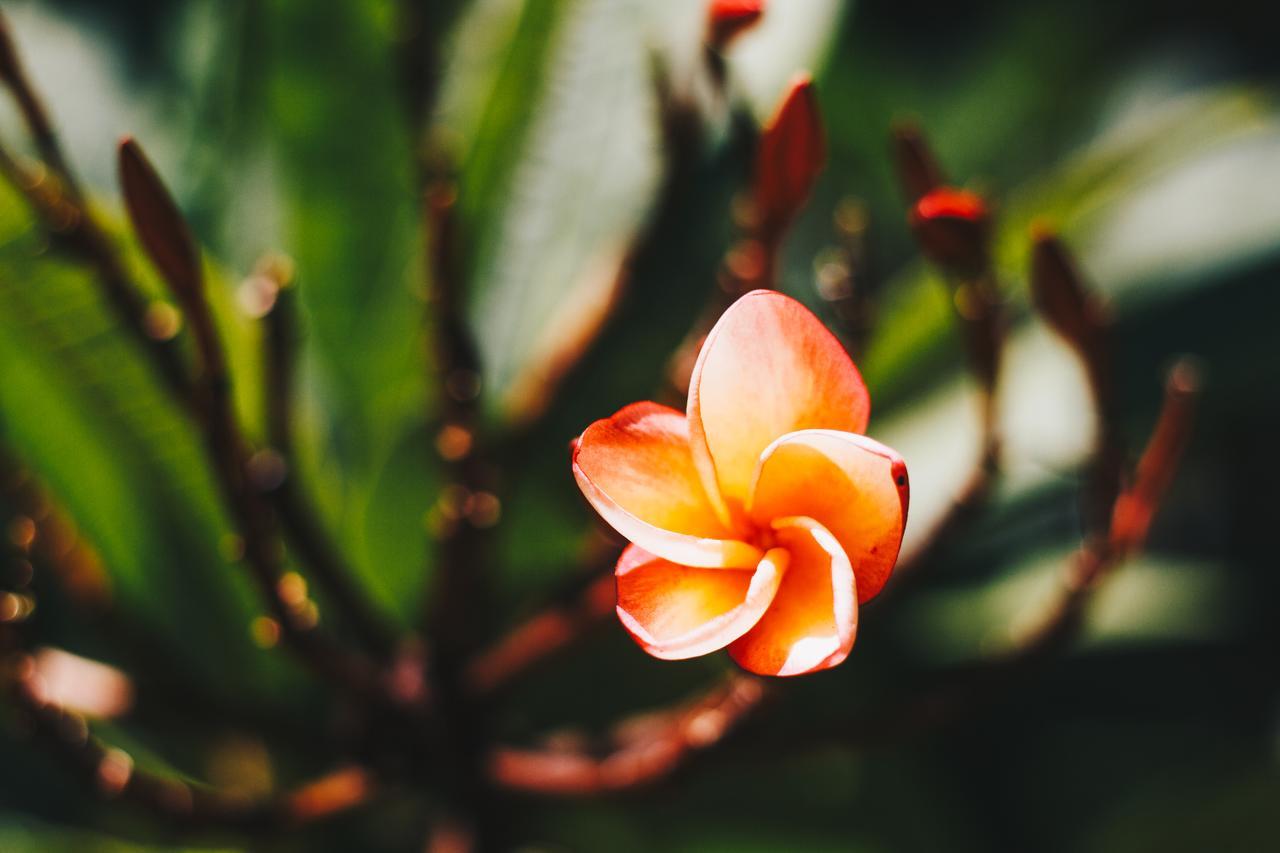 Villa Flor De Mayo Tulum Eksteriør billede
