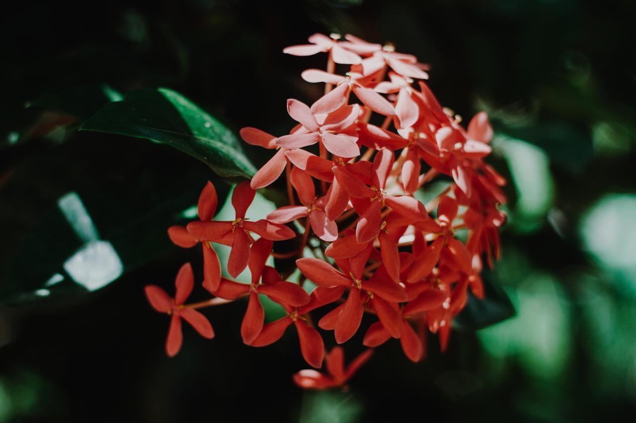 Villa Flor De Mayo Tulum Eksteriør billede