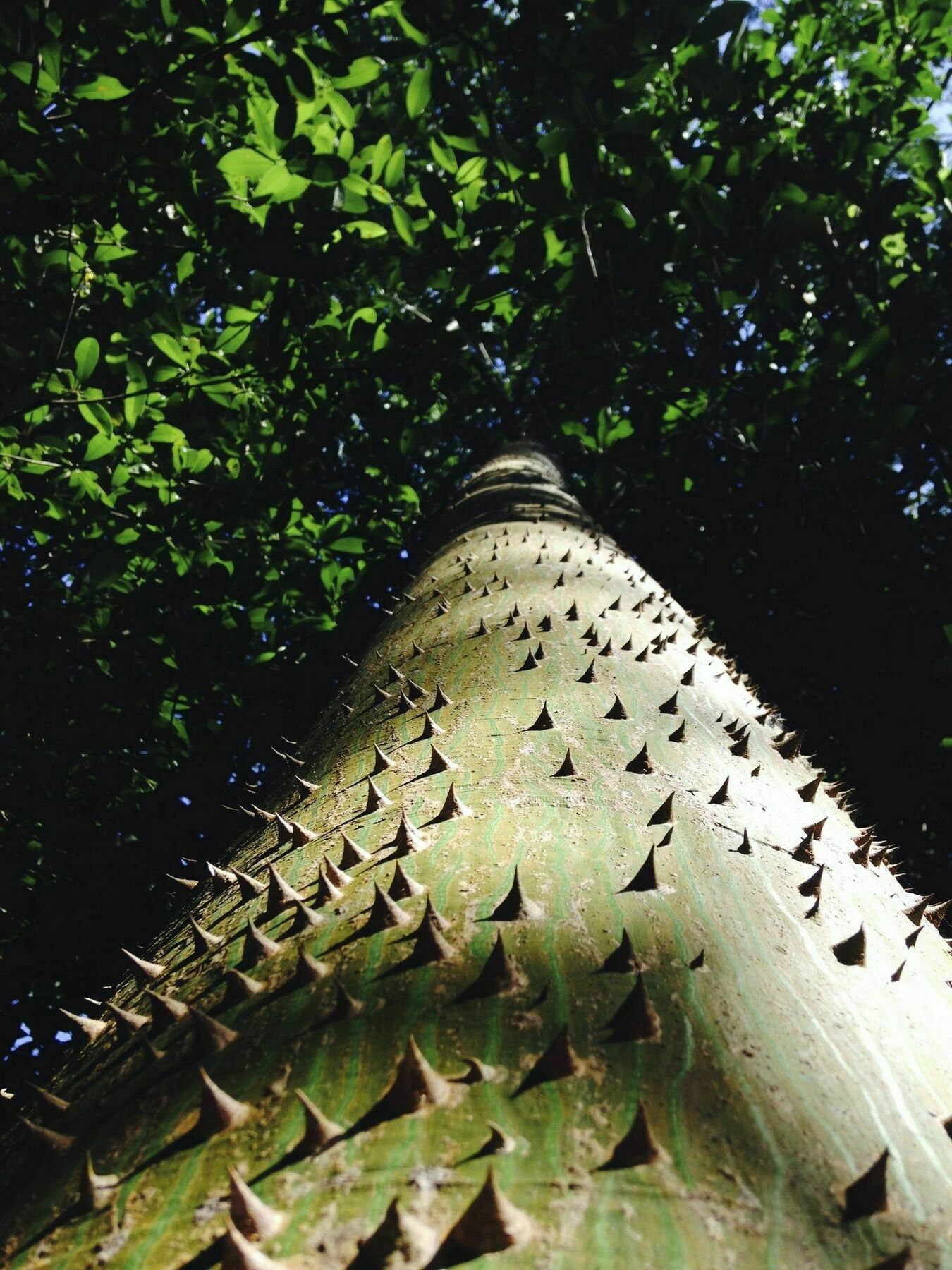 Villa Flor De Mayo Tulum Eksteriør billede